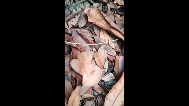 DeshiMixed PublicPlace Sejoli ABG Asyik Ngentot Di Kebun Video Viral